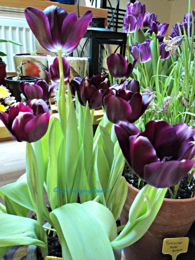 Detail Gambar Bagian Bunga Tulip Dan Cara Penyerbukannya Nomer 45