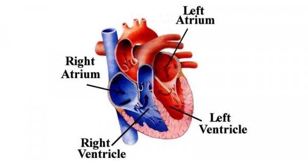 Detail Gambar Bagian Jantung Dan Fungsinya Nomer 8