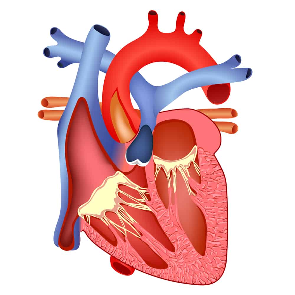 Detail Gambar Bagian Jantung Dan Fungsinya Nomer 12