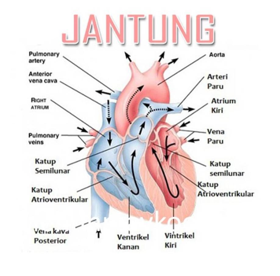 Detail Gambar Bagian Jantung Dan Fungsinya Nomer 16