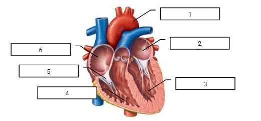 Detail Gambar Bagian Jantung Dan Fungsinya Nomer 21