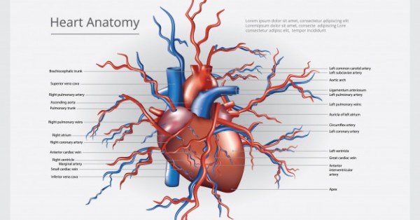 Detail Gambar Bagian Jantung Dan Fungsinya Nomer 23