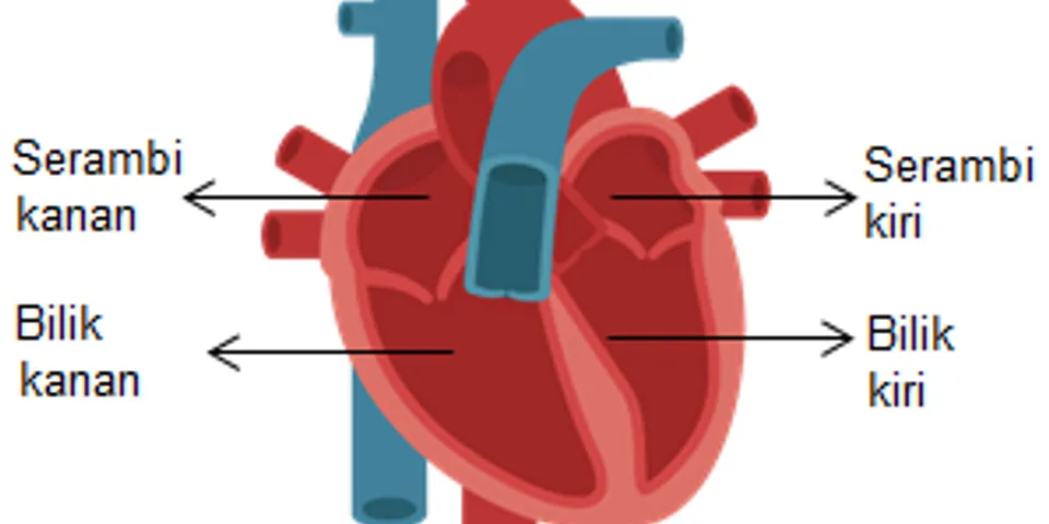 Detail Gambar Bagian Jantung Dan Fungsinya Nomer 29