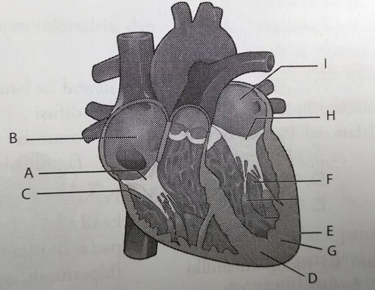 Detail Gambar Bagian Jantung Dan Fungsinya Nomer 33