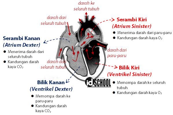 Detail Gambar Bagian Jantung Dan Fungsinya Nomer 6