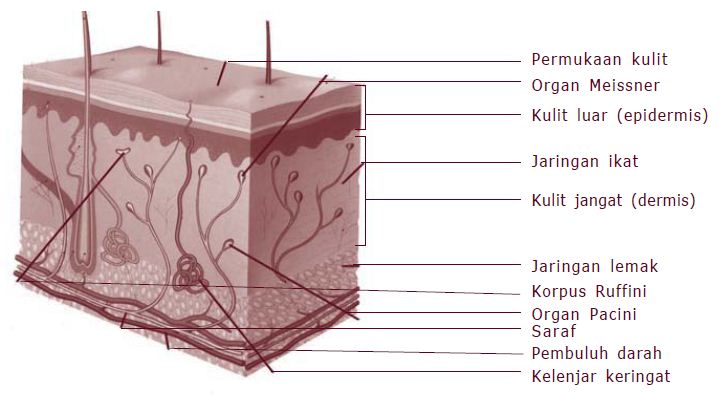 Detail Gambar Bagian Kulit Dan Fungsinya Nomer 27