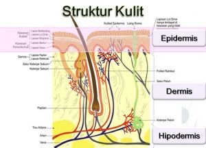 Detail Gambar Bagian Kulit Dan Fungsinya Nomer 35