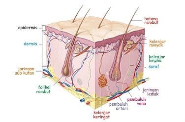 Detail Gambar Bagian Kulit Dan Fungsinya Nomer 5