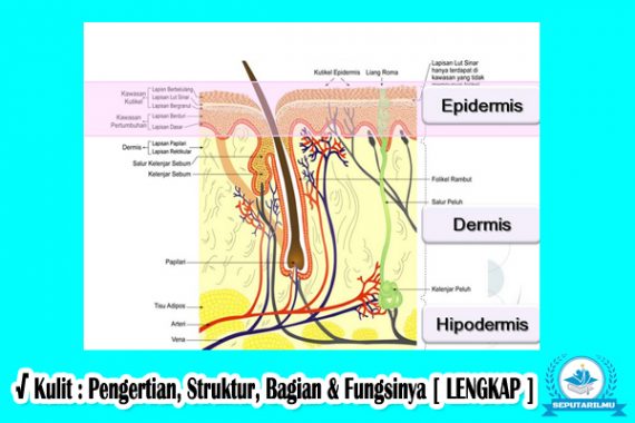 Detail Gambar Bagian Kulit Dan Fungsinya Nomer 36