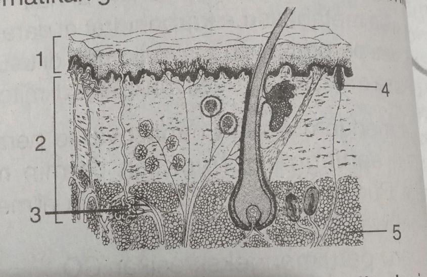 Detail Gambar Bagian Kulit Dan Fungsinya Nomer 41