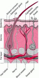 Detail Gambar Bagian Kulit Dan Fungsinya Nomer 47