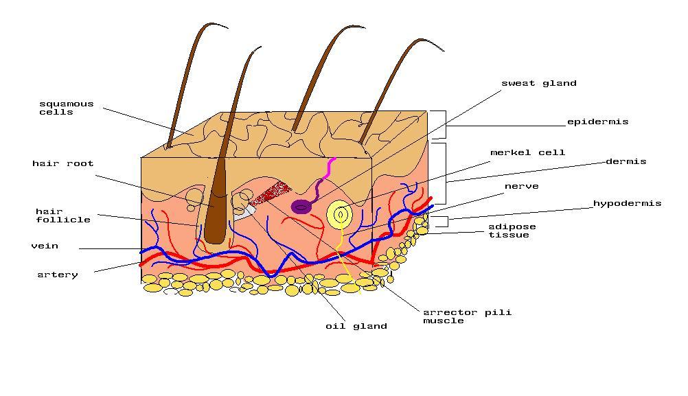 Detail Gambar Bagian Kulit Dan Fungsinya Nomer 8