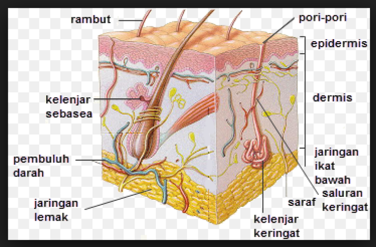 Detail Gambar Bagian Kulit Dan Fungsinya Nomer 10