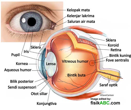 Detail Gambar Bagian Mata Dan Fungsinya Nomer 2