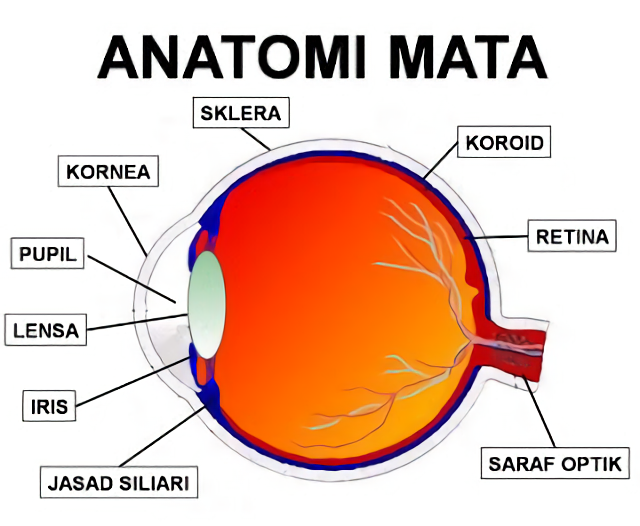 Detail Gambar Bagian Mata Dan Fungsinya Nomer 12