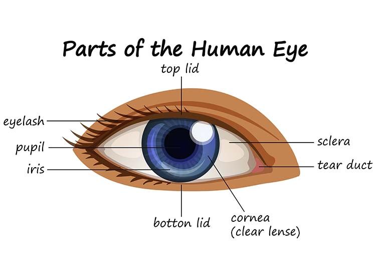 Detail Gambar Bagian Mata Dan Fungsinya Nomer 22