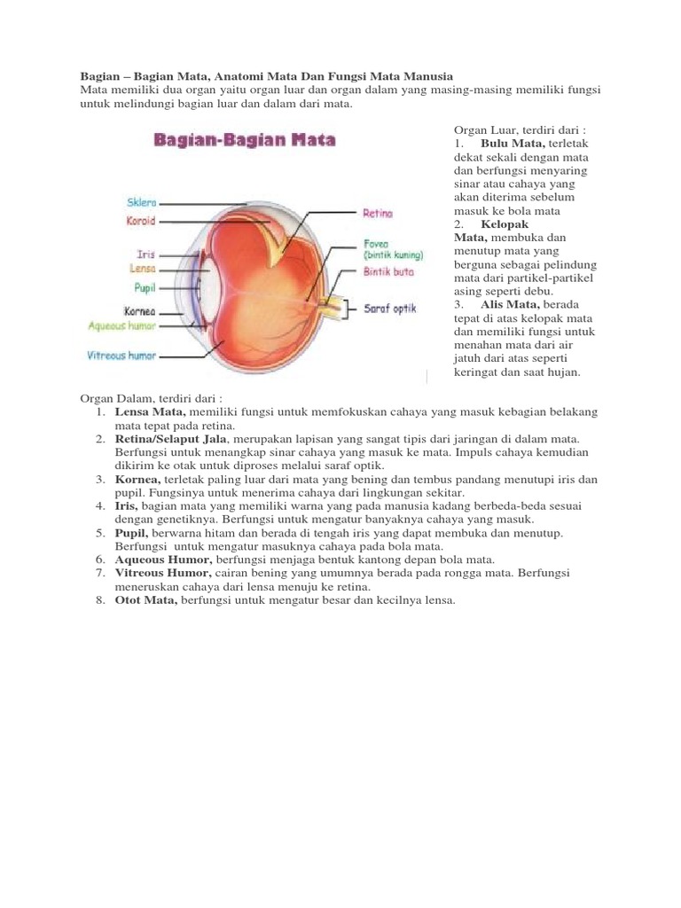 Detail Gambar Bagian Mata Dan Fungsinya Nomer 28