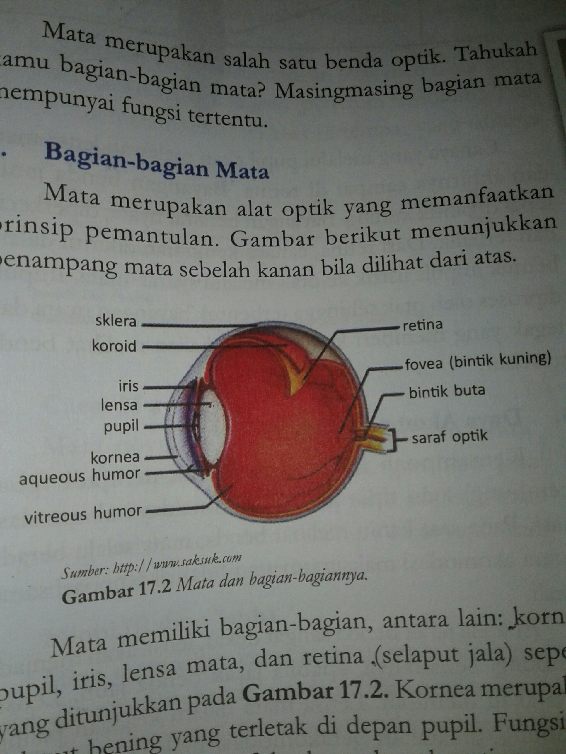 Detail Gambar Bagian Mata Dan Fungsinya Nomer 30