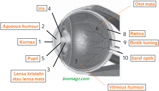 Detail Gambar Bagian Mata Dan Fungsinya Nomer 34