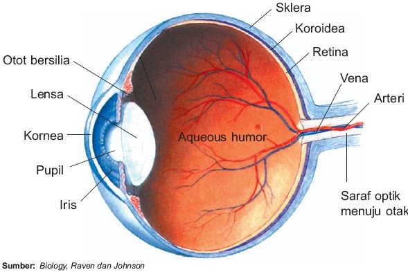 Detail Gambar Bagian Mata Dan Fungsinya Nomer 53