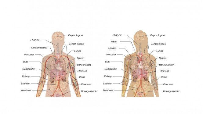 Detail Gambar Bagian Organ Tubuh Manusia Nomer 14