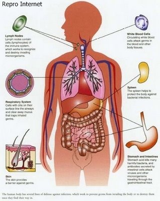 Detail Gambar Bagian Organ Tubuh Manusia Nomer 16