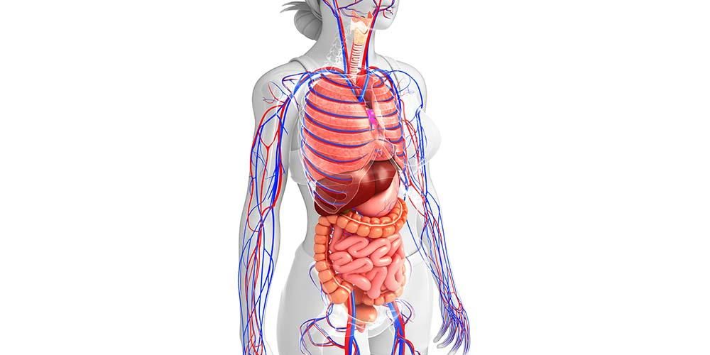 Detail Gambar Bagian Organ Tubuh Manusia Nomer 29