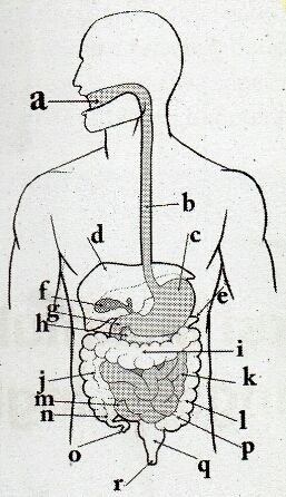 Download Gambar Bagian Organ Tubuh Manusia Nomer 32