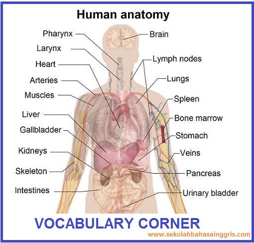 Detail Gambar Bagian Organ Tubuh Manusia Nomer 36