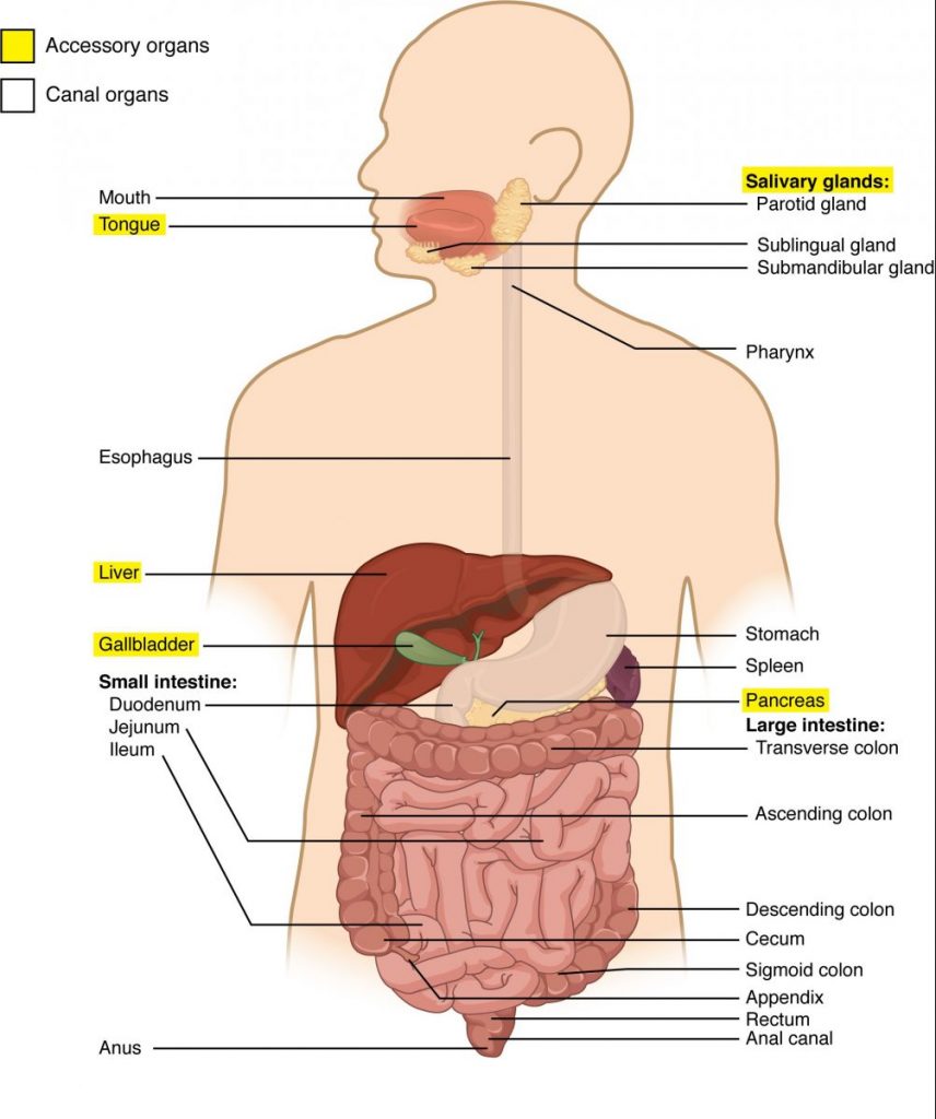 Detail Gambar Bagian Organ Tubuh Manusia Nomer 38