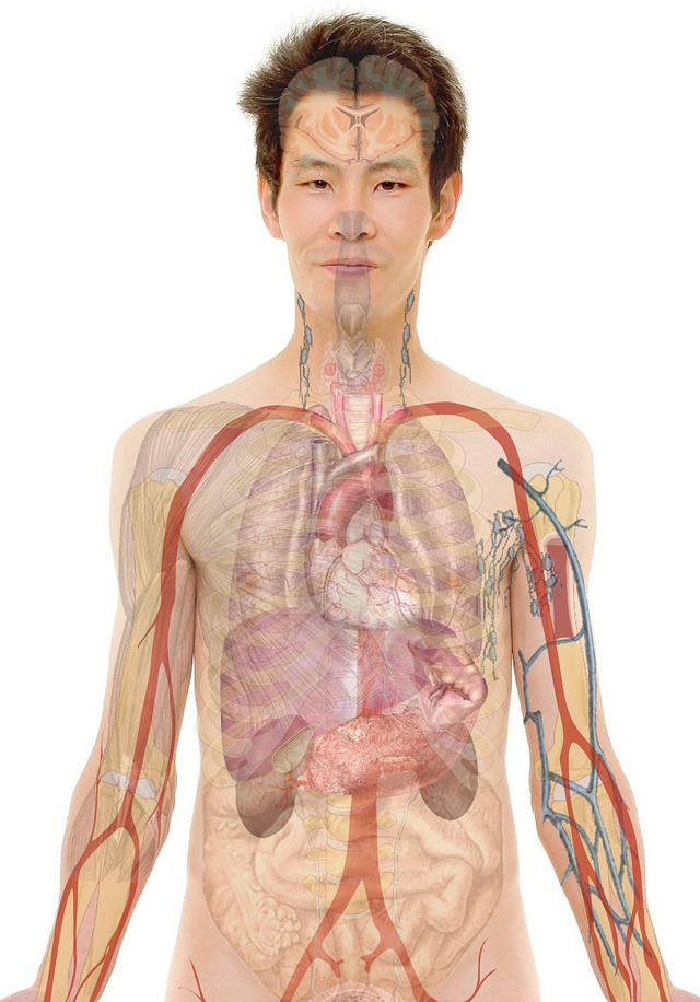Download Gambar Bagian Organ Tubuh Manusia Nomer 42