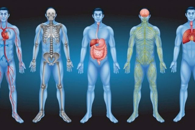 Detail Gambar Bagian Organ Tubuh Manusia Nomer 43