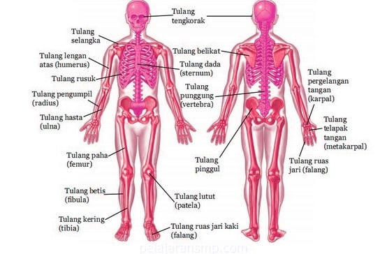 Download Gambar Bagian Organ Tubuh Manusia Nomer 47