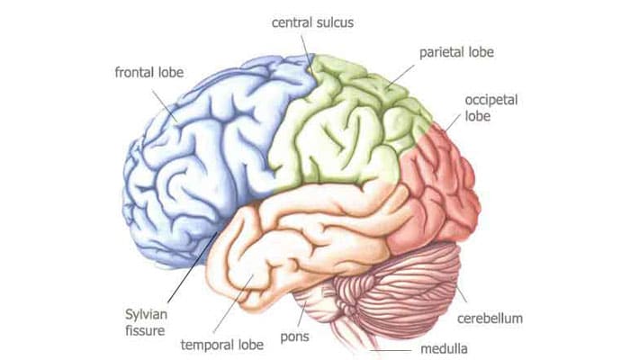 Detail Gambar Bagian Otak Dan Fungsinya Nomer 14