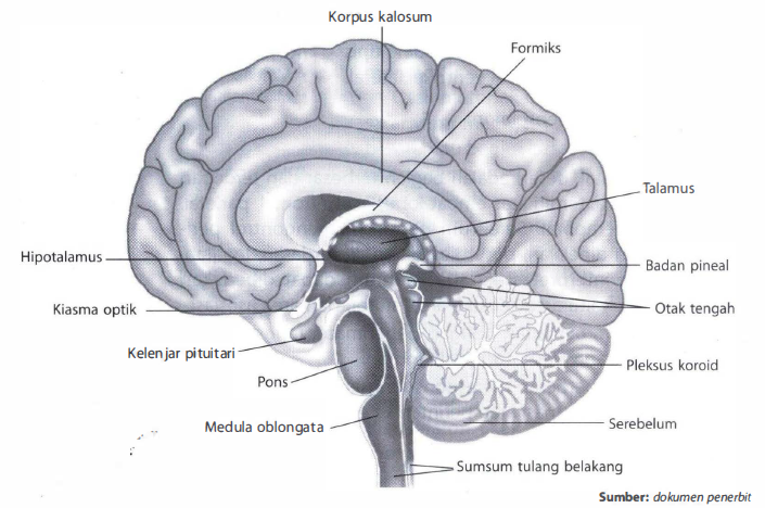 Detail Gambar Bagian Otak Dan Fungsinya Nomer 29