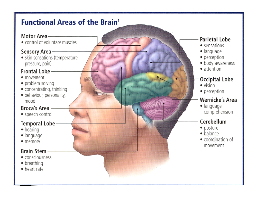 Detail Gambar Bagian Otak Dan Fungsinya Nomer 33