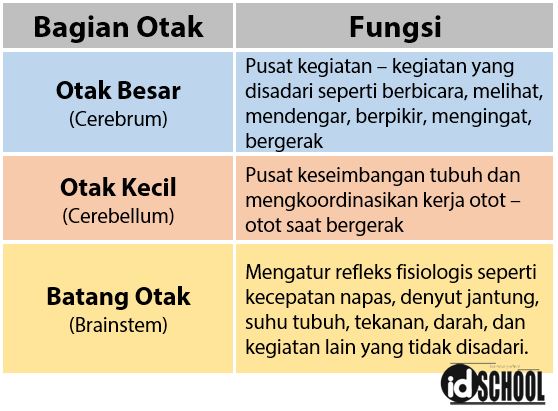 Detail Gambar Bagian Otak Dan Fungsinya Nomer 39