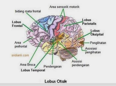 Detail Gambar Bagian Otak Dan Fungsinya Nomer 41
