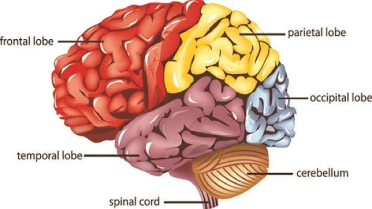 Detail Gambar Bagian Otak Dan Fungsinya Nomer 6