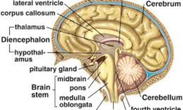 Detail Gambar Bagian Otak Dan Fungsinya Nomer 47