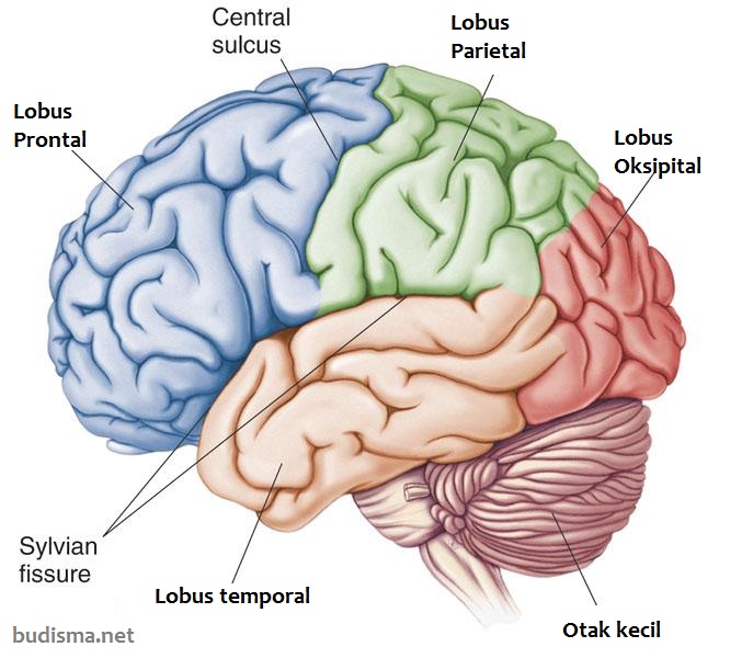 Detail Gambar Bagian Otak Dan Fungsinya Nomer 48