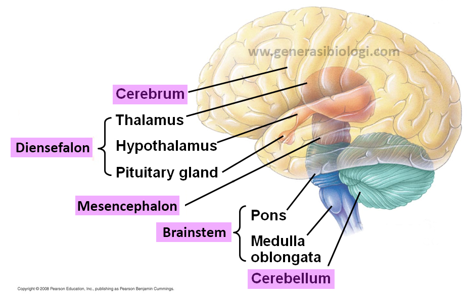 Detail Gambar Bagian Otak Dan Fungsinya Nomer 8
