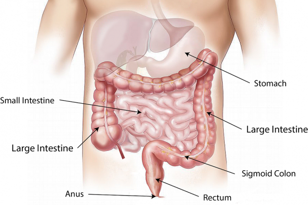 Detail Gambar Bagian Perut Manusia Nomer 21