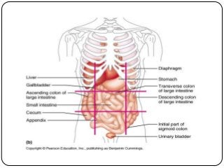 Detail Gambar Bagian Perut Manusia Nomer 36