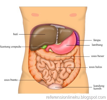 Detail Gambar Bagian Perut Manusia Nomer 38