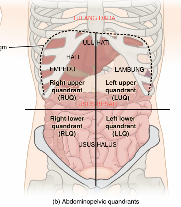 Detail Gambar Bagian Perut Manusia Nomer 7