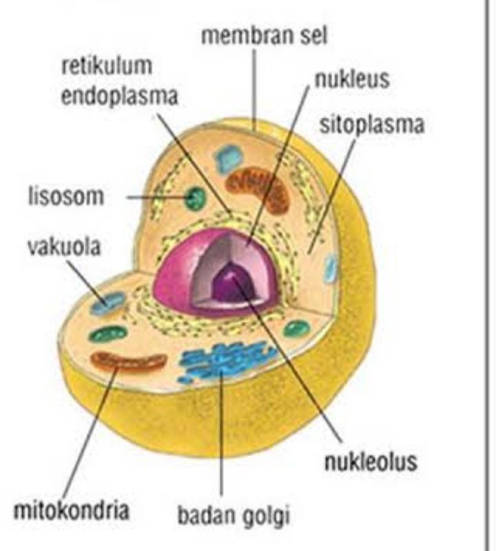 Detail Gambar Bagian Sel Dan Fungsinya Nomer 10