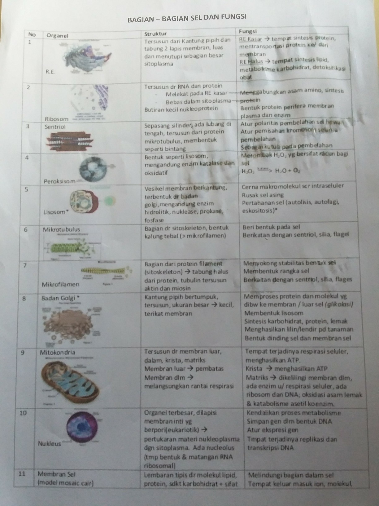 Detail Gambar Bagian Sel Dan Fungsinya Nomer 22