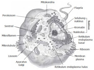 Detail Gambar Bagian Sel Dan Fungsinya Nomer 24