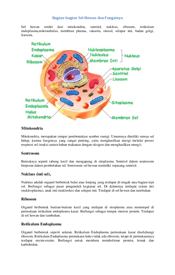 Detail Gambar Bagian Sel Dan Fungsinya Nomer 27